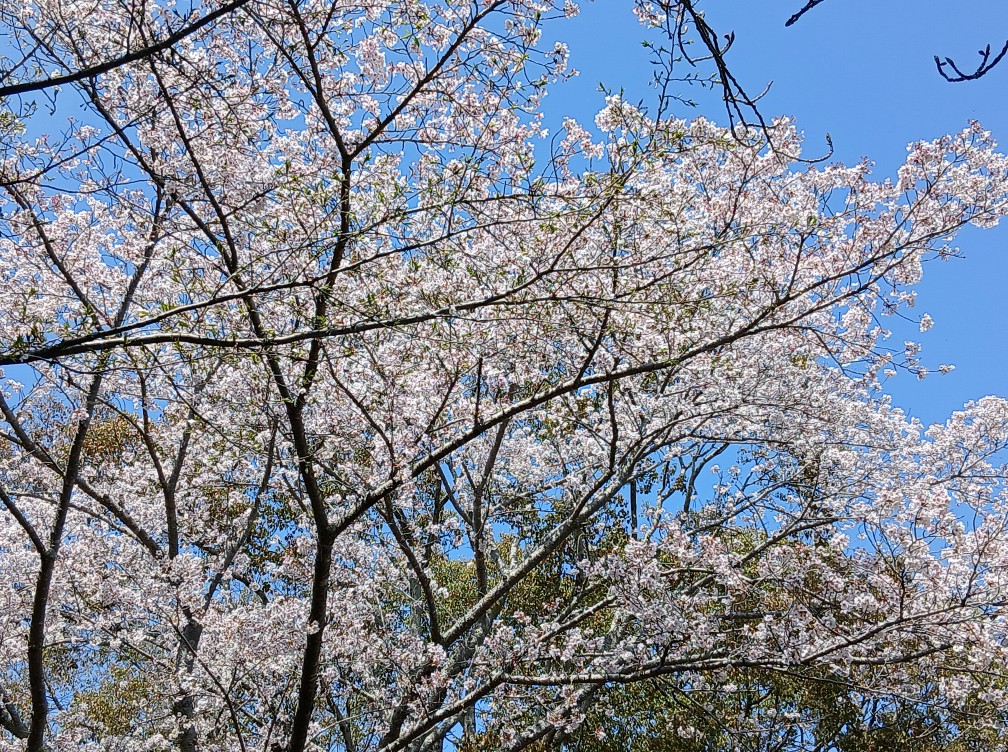 現場にお邪魔🐛（ラスト？）＆お花見🌸BBQ