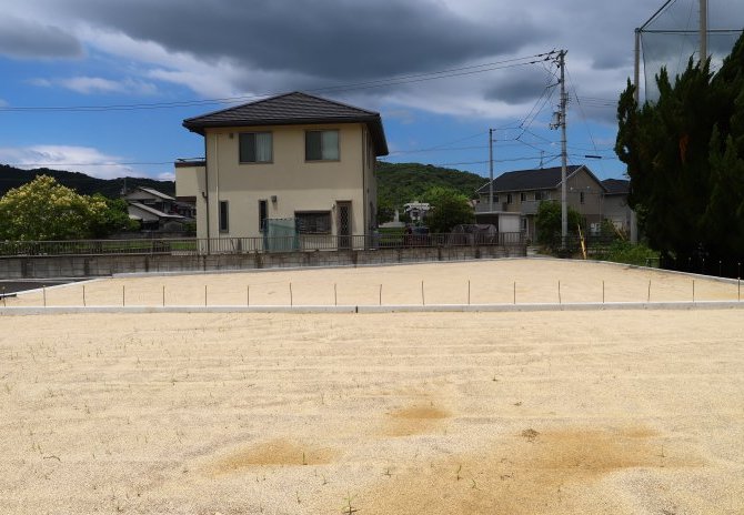 1号地　東から