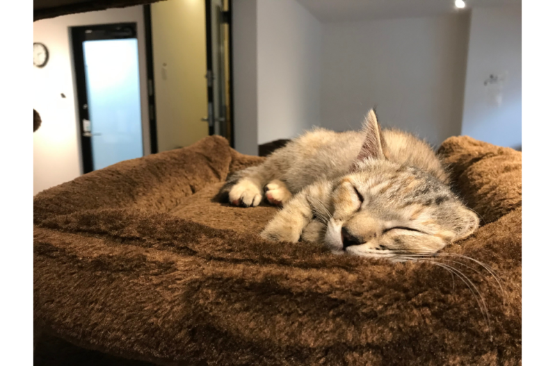 保護猫カフェ Cat Loaf オーナーズクラブ 香川県高松市の新築 注文住宅 分譲住宅 分譲地 土地情報のことならアイラックホーム